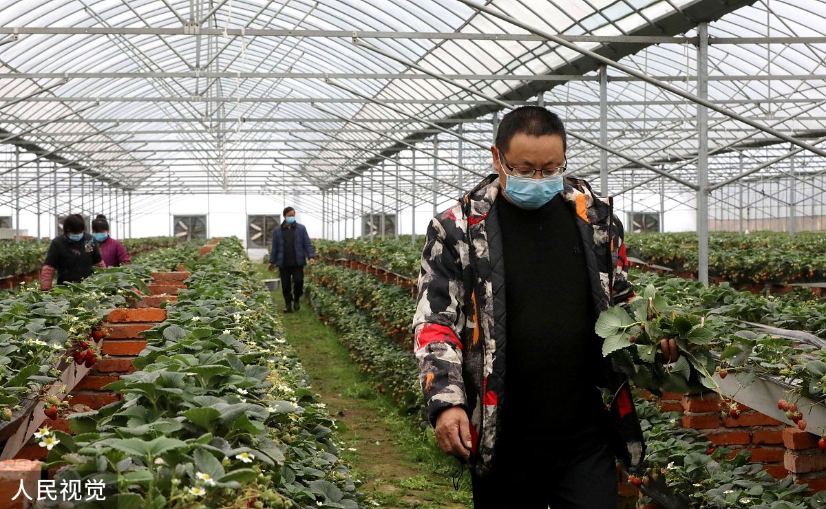 温室大棚监控装置设计方案：背景、需求与任务