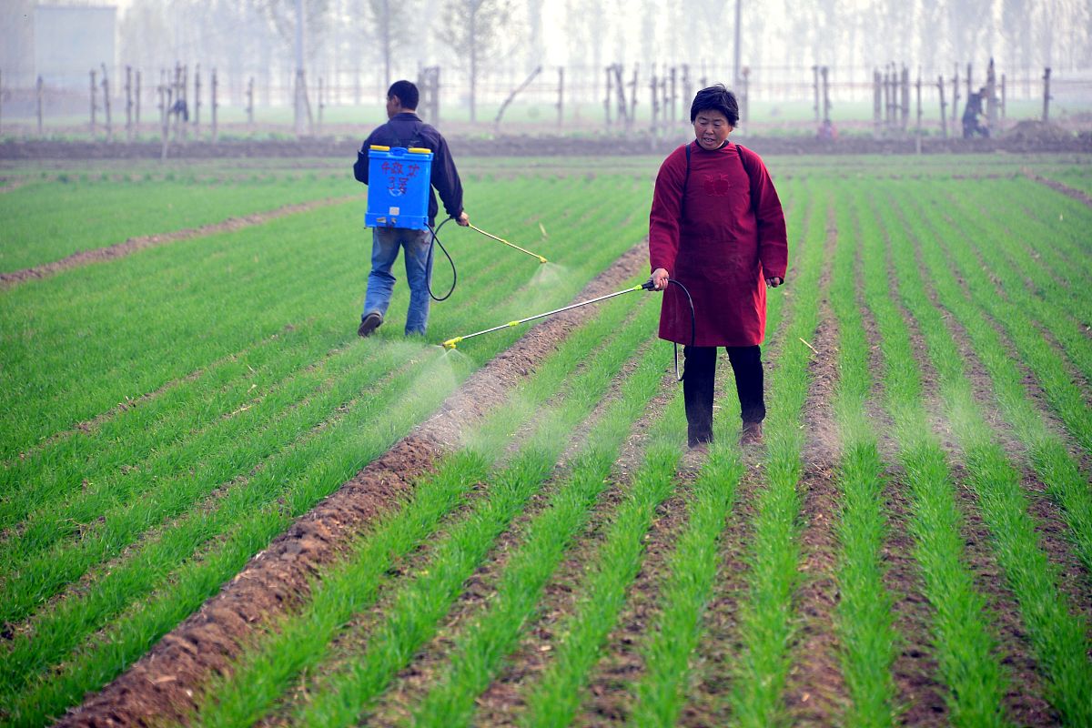 由于水分是冬小麦生长的关键限制因素