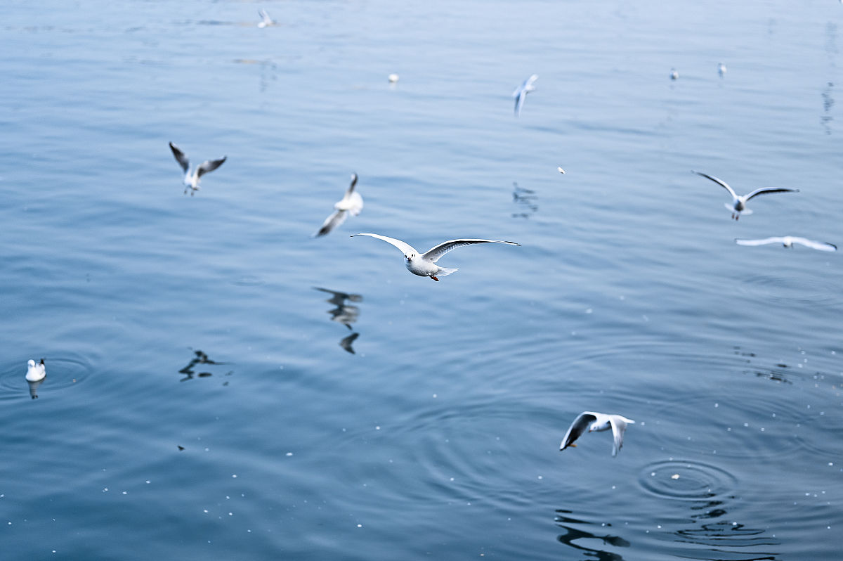 以不会飞的鸟为主题写一篇50字的歌词