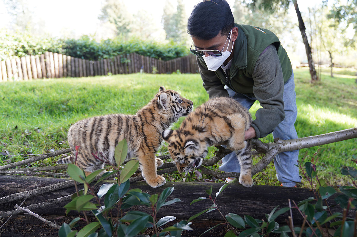 假设老虎给武松写信