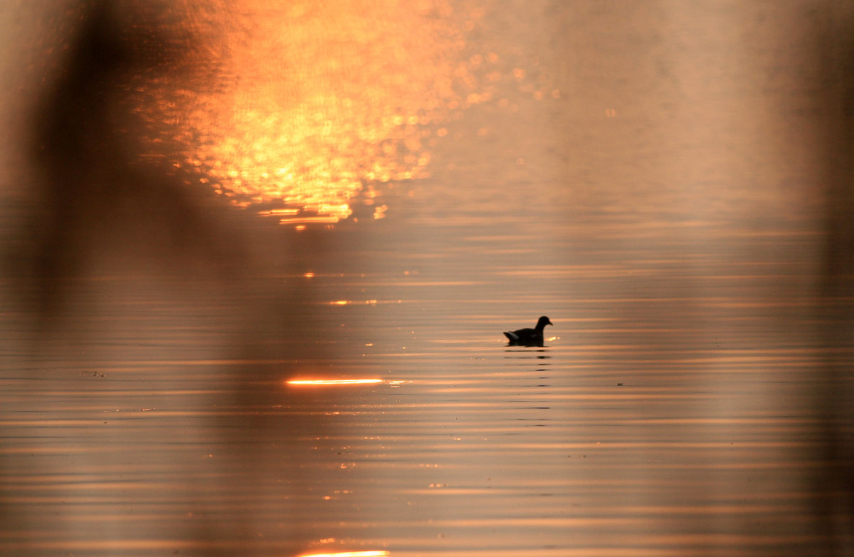 落霞孤鹜，悠悠我心：探寻归途的诗意与惆怅