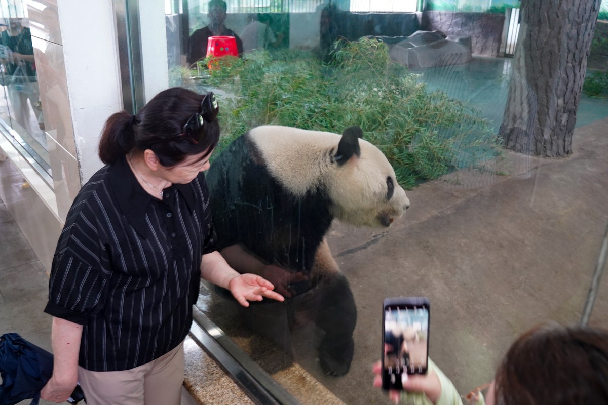 丫丫回国后应该展出吗？专家建议慎重考虑