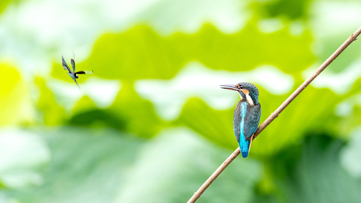 重庆资源与环境保护职业学院单招航空服务专业 - 培养具备环保意识的航空服务人才