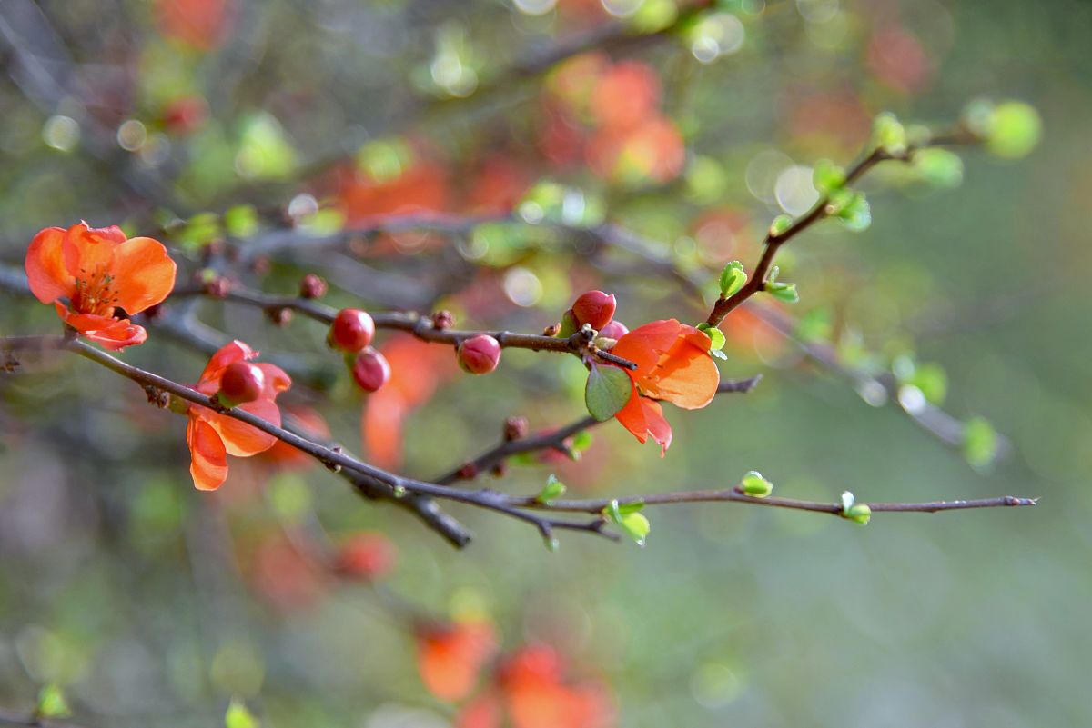 这一首春天的诗
