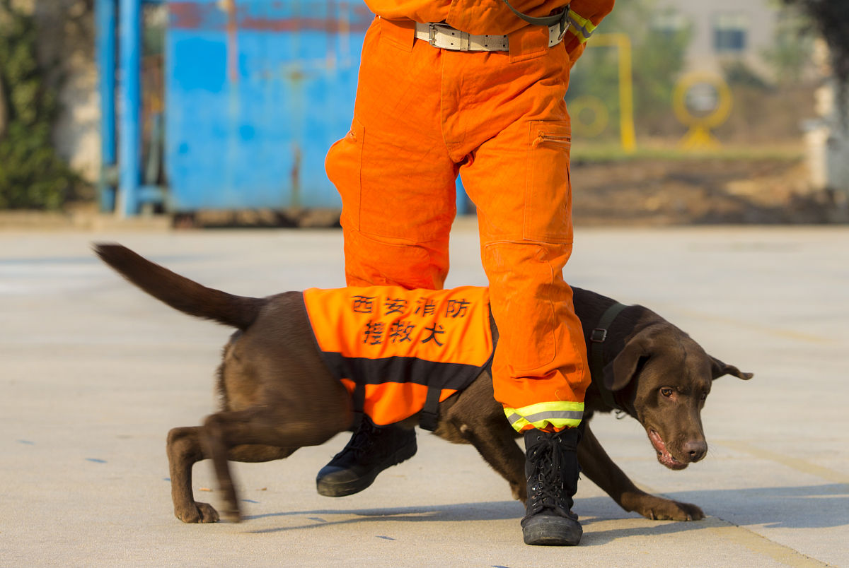 地震搜救中的工作犬：角色与作用