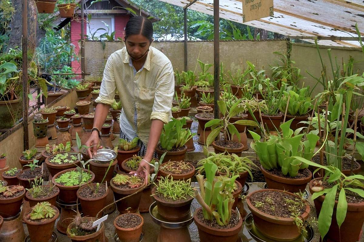 《ANNALS OF BOTANY》期刊投稿指南：稿件类型详解