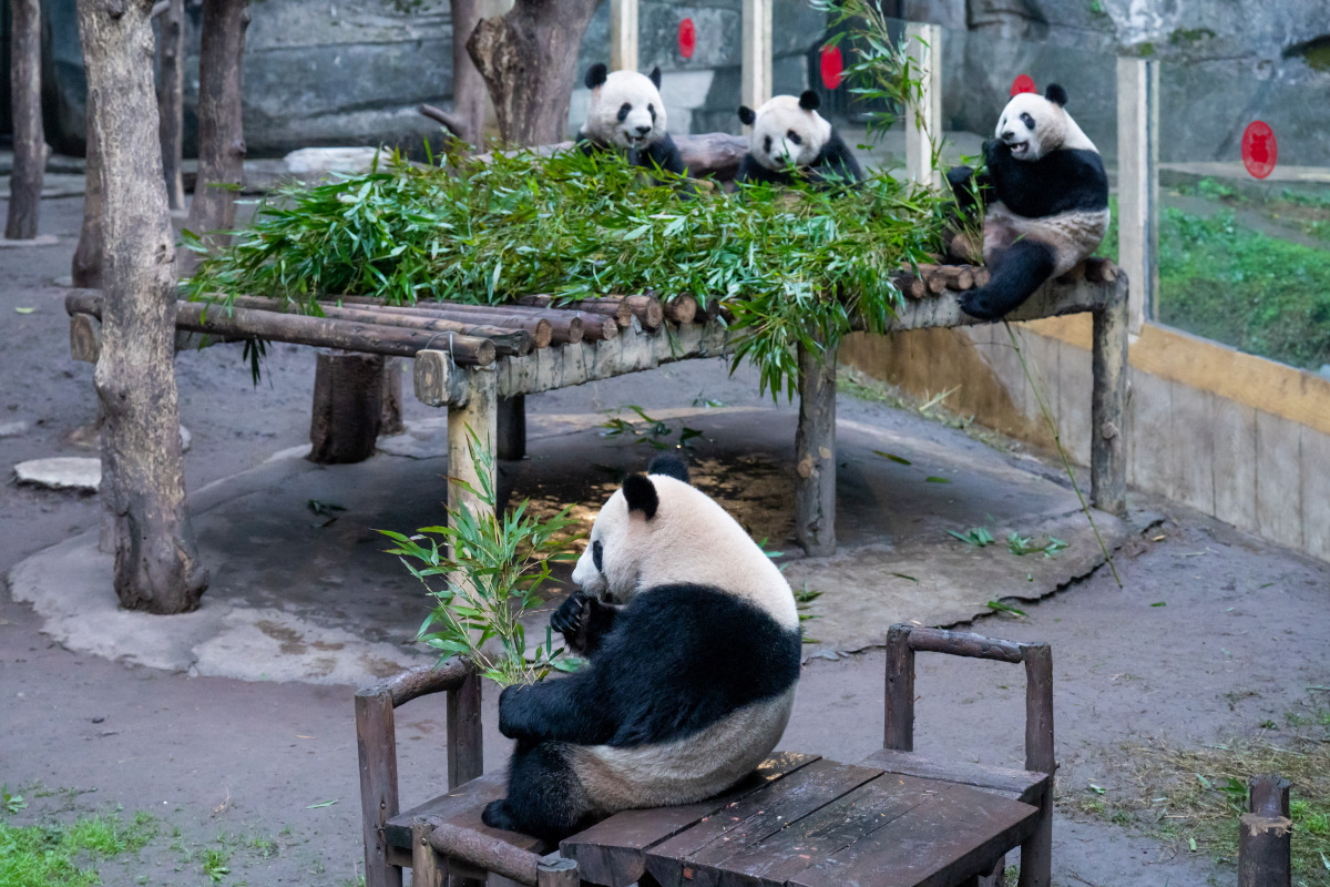 重庆动物园:亲近动物,感受大自然的奇妙与和谐 阳光洒落,我踏进了重庆