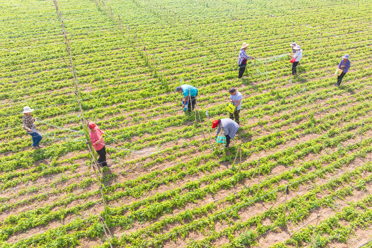 中草药种植专业就业前景？用发