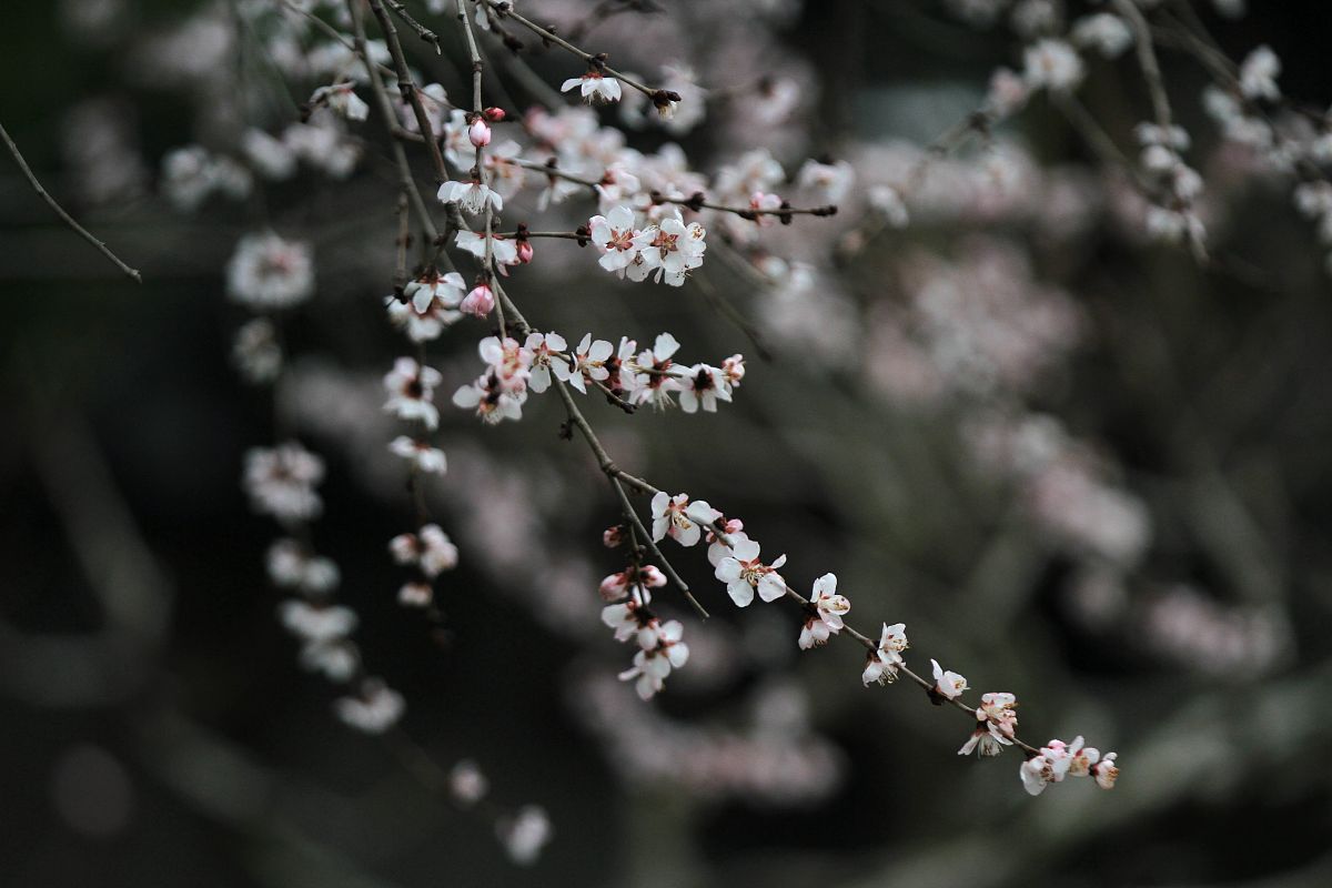 雨打梨花深闭门：一句诗词感悟青春流逝