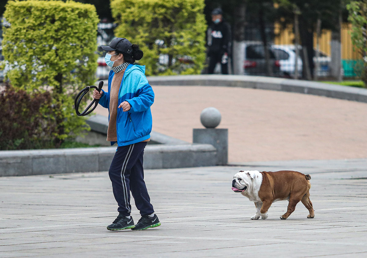 带狗狗逛街，探索城市魅力！