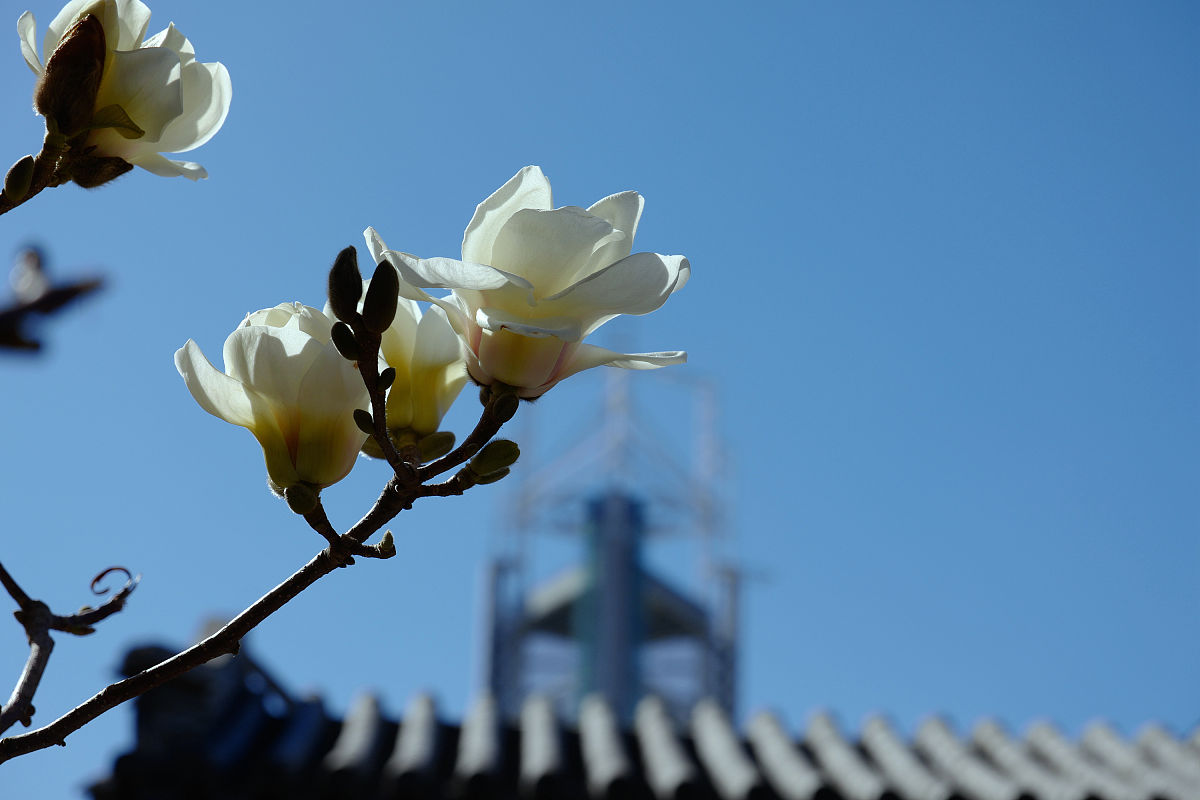 北京大觉寺玉兰花开放时间查询 - 最新消息