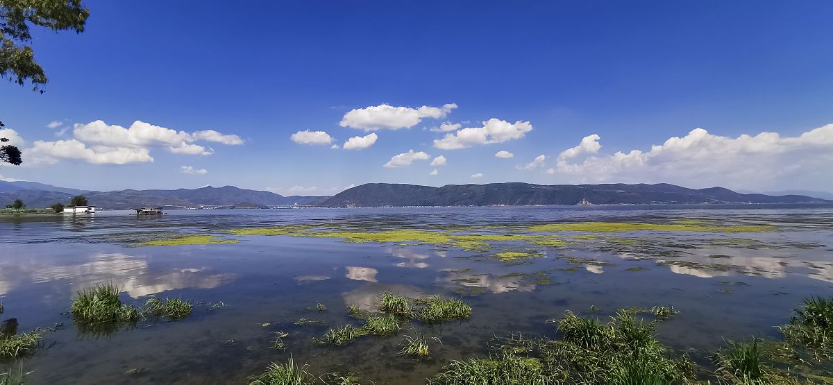 植物保护专业学生谈洱海保护：从植物多样性到公众意识