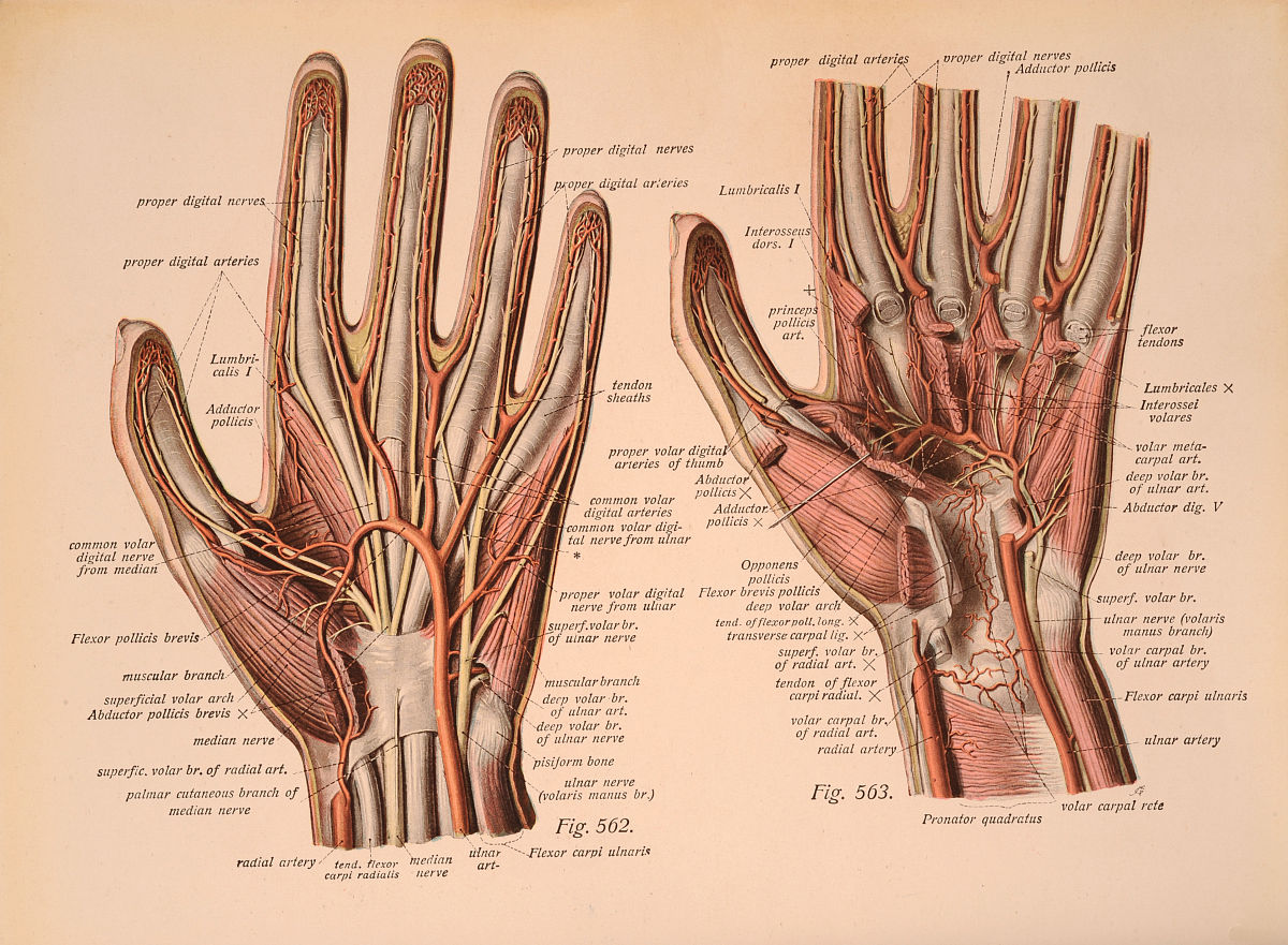 人体骨骼翻译：Pinky Palm 指的是什么？