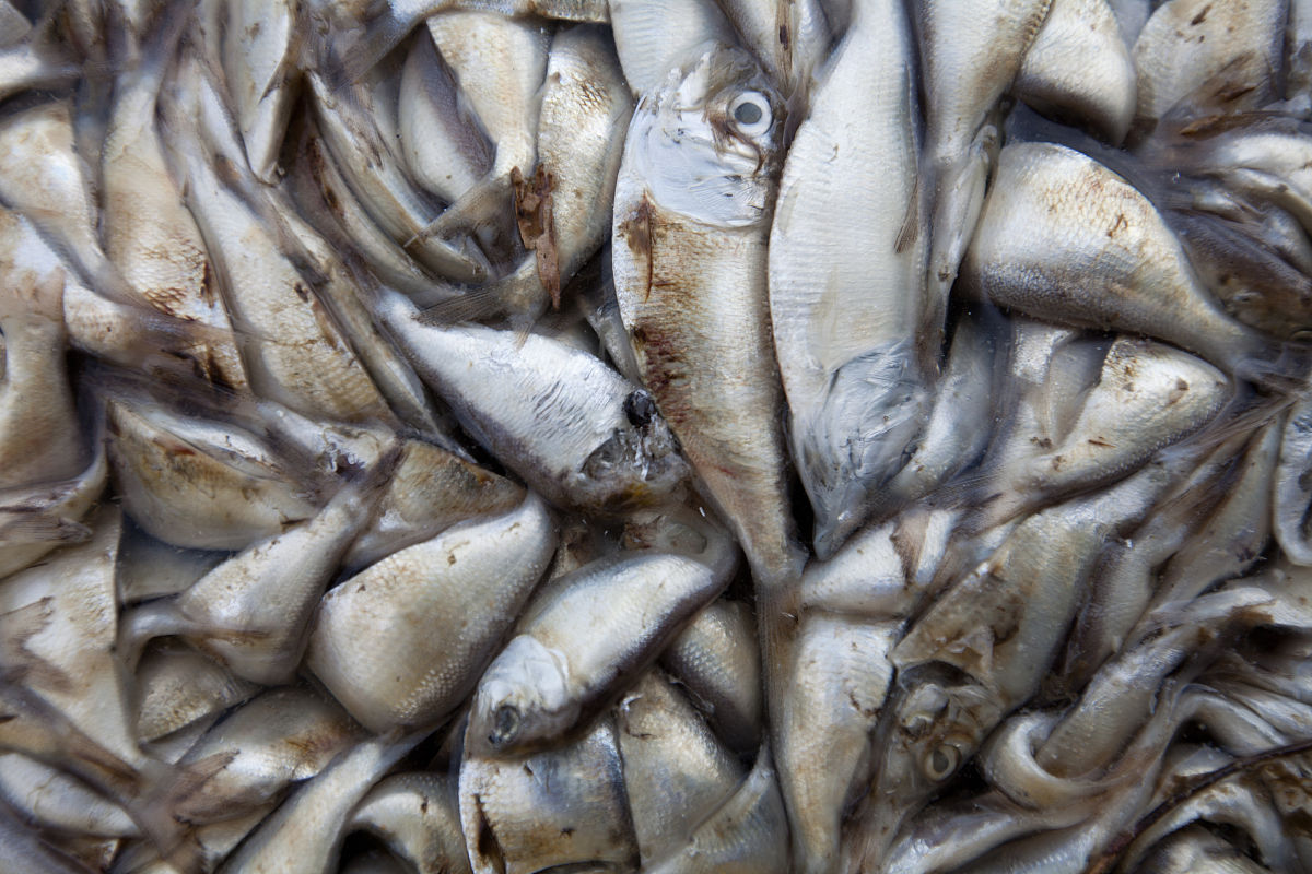 用问卷星的格式帮我写一个关于高中生物学习调查问卷 用问卷星的格式帮我写一个关于高中生物学习调查问卷