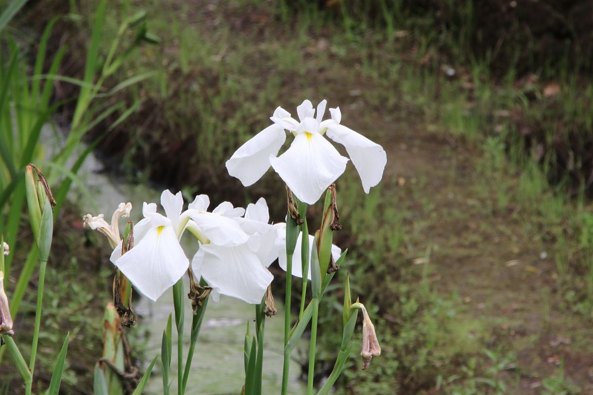 泰国食品安全监管法什么时间实施的