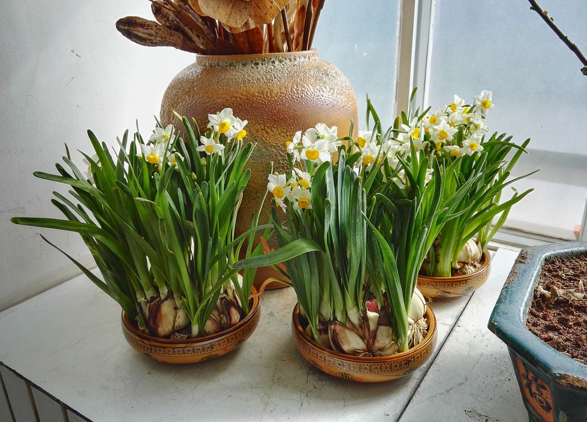 山西林业职业技术学院商品花卉专业：课程设置与未来发展