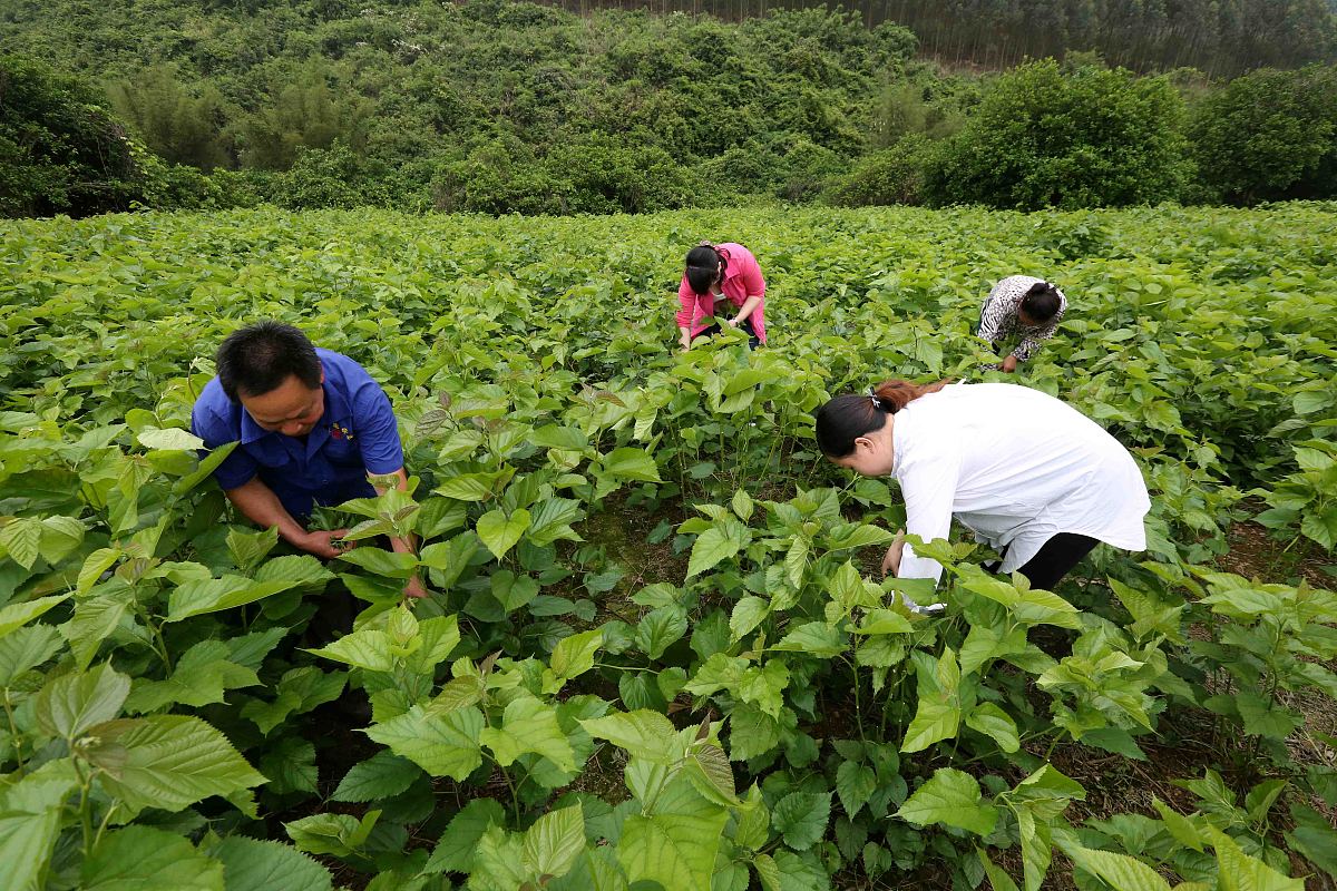 有机桑叶采摘指南：收获优质桑叶的步骤