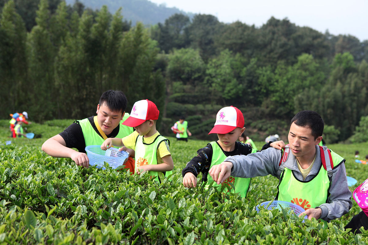 江西婺源茶叶学校地址：招生、师资、课程及茶文化
