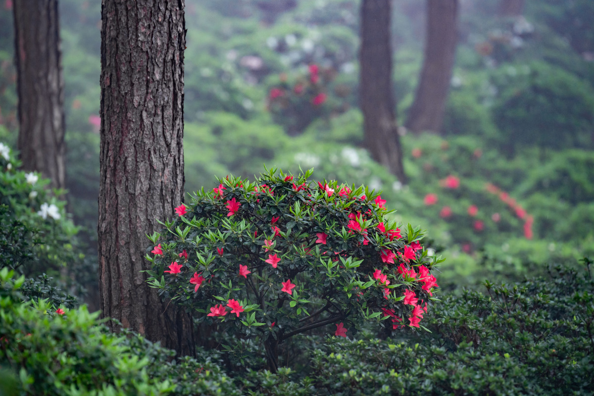 重庆南山杜鹃花开了,门票20元