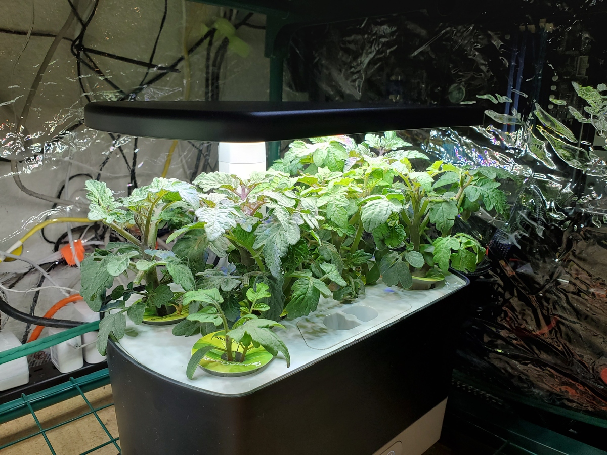 水培植物增氧的国内外使用现状