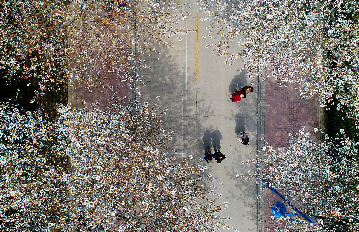 2019年3月24日,河南濮阳.走进学校大门一直往前走,你就会发现路旁的樱
