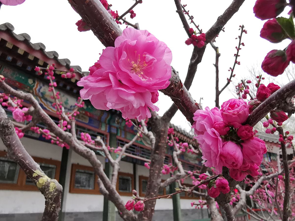 2020年3月25日,北京,颐和园水操学堂的榆叶梅,粉色的花朵娇艳欲滴,甚