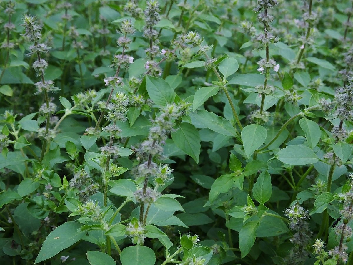 聊城经济开发区职业技术学校中草药种植专业介绍
