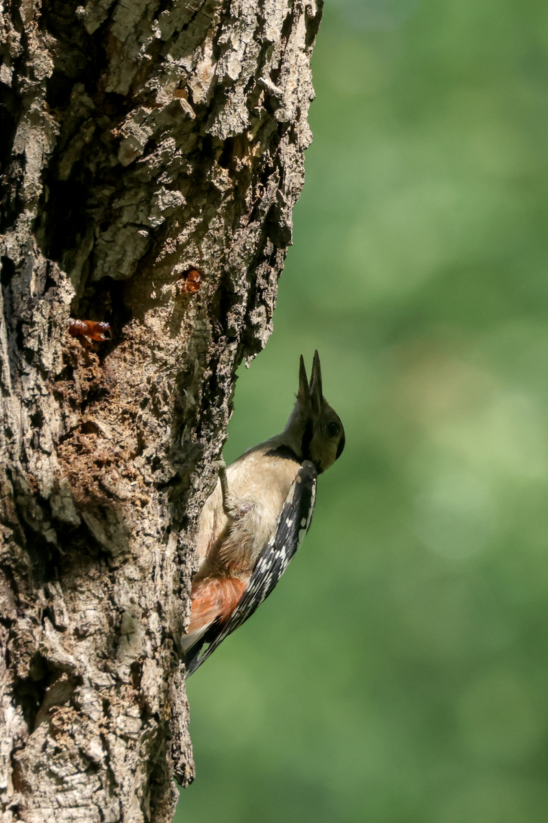 不树上没有鸟了