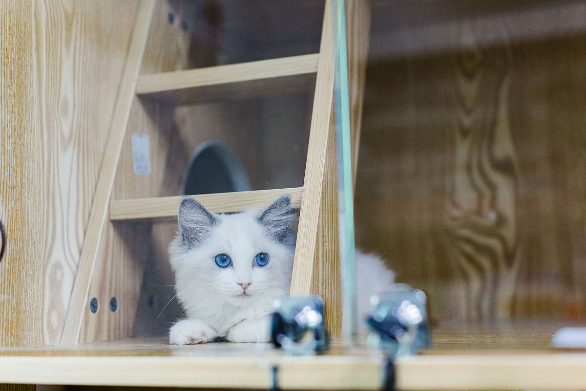 喵主子私享！揭秘精致猫猫的超治愈日常