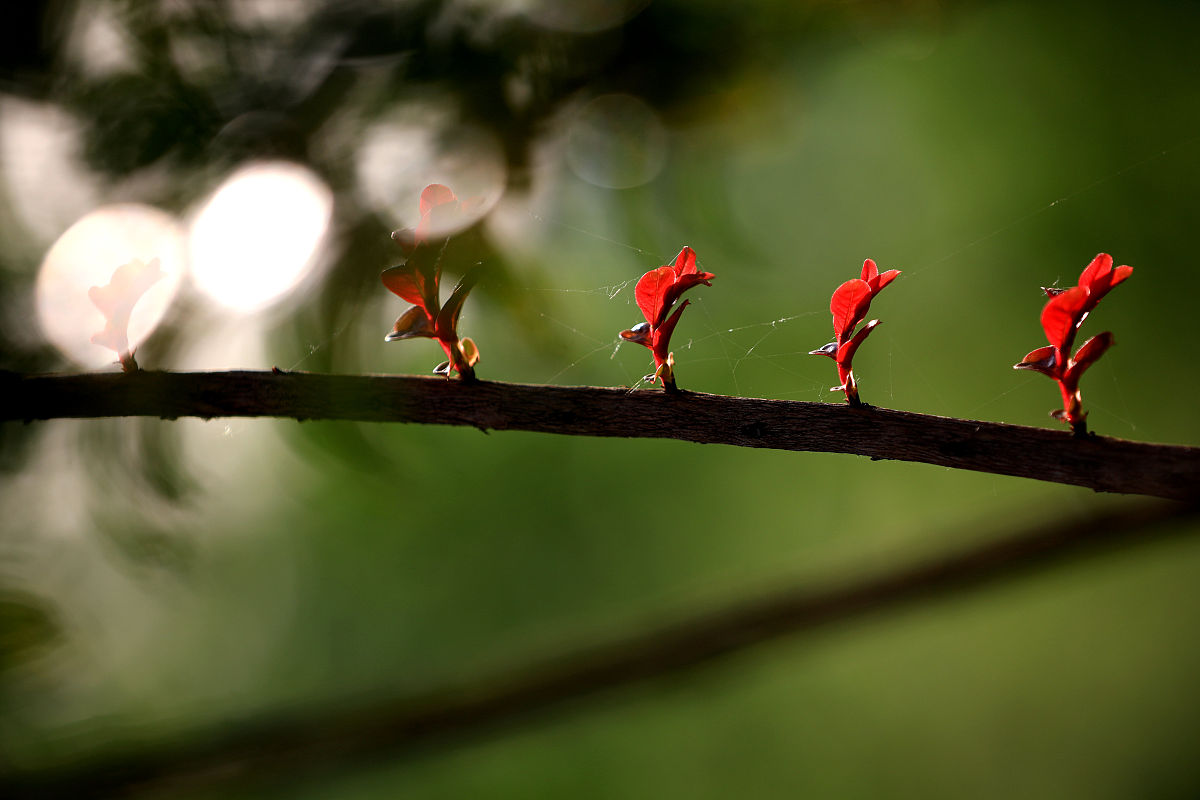 Horticulturae期刊：园艺学研究的权威平台