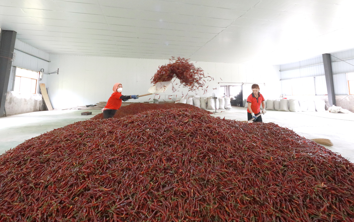 宁津县西雒村辣椒市场：历史悠久，交易繁荣