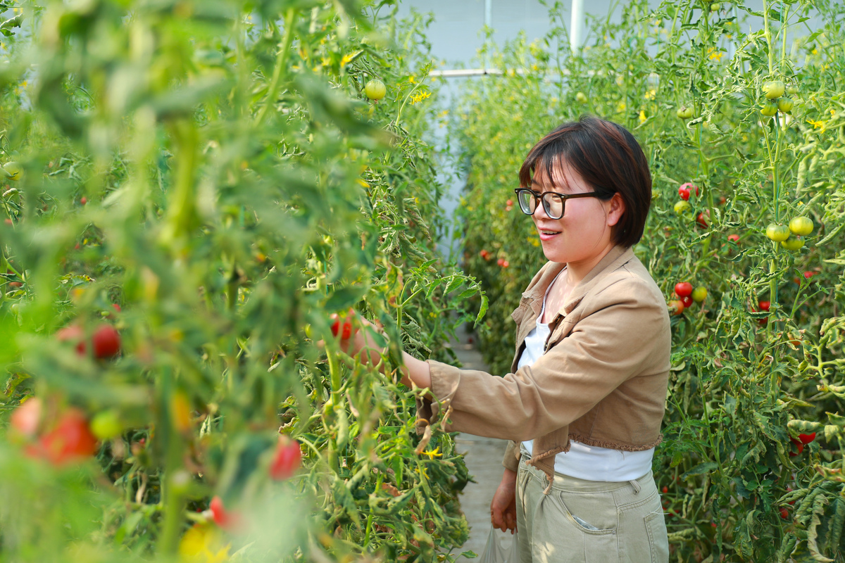 支行通过邮银协同的方式为谢屯镇大屯村进行了整村授信共为87户村民进行了主动授信授信金额近300万元为当地老百姓扩建樱桃大棚等农业设施解决了资金难题；为土城乡温家村授信了近600万元温家村村民利用我行的信贷资金在村委的带领下大力发展阳光玫瑰葡萄产业。增加了村里的收入来源农民可以通过销售农产品获得更多的利润改善生活状况；提供了就业机会扩建樱桃大棚和阳光玫瑰葡萄产业需要劳动力村民可以从中获得稳定的工作；