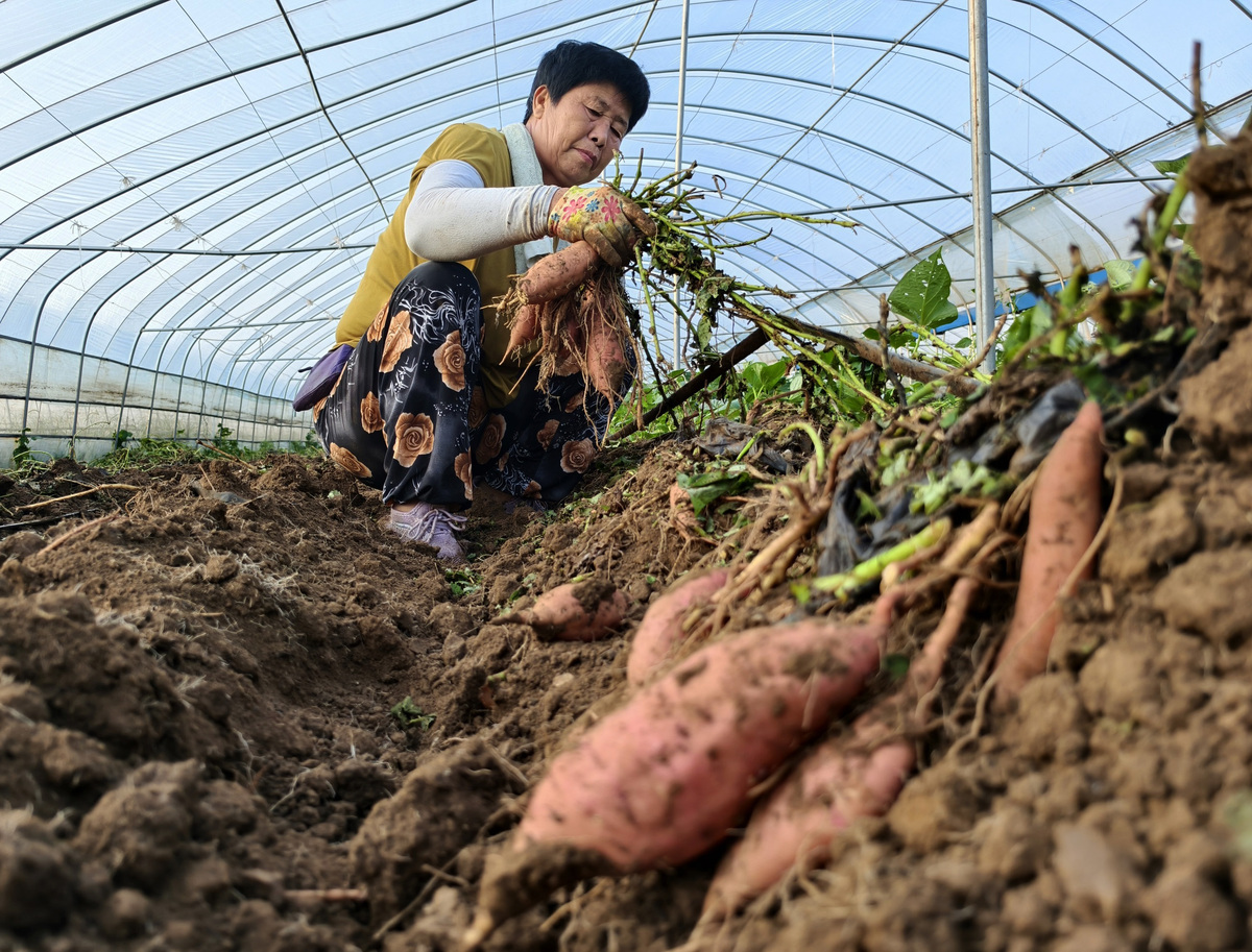 红薯最佳种植时间：什么时候种产量高？ - 400字