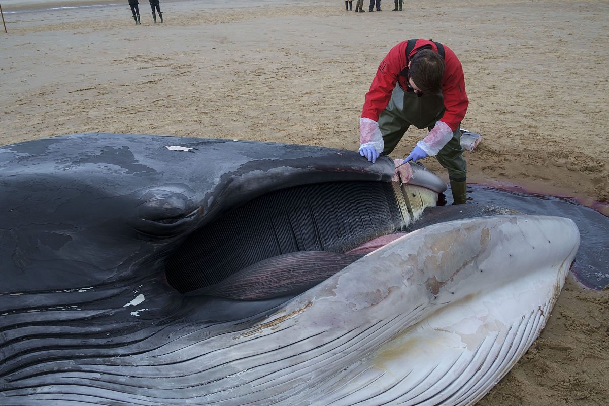 紧急救援！露脊鲸再次被困美国东北部海域，环保组织呼吁采取行动