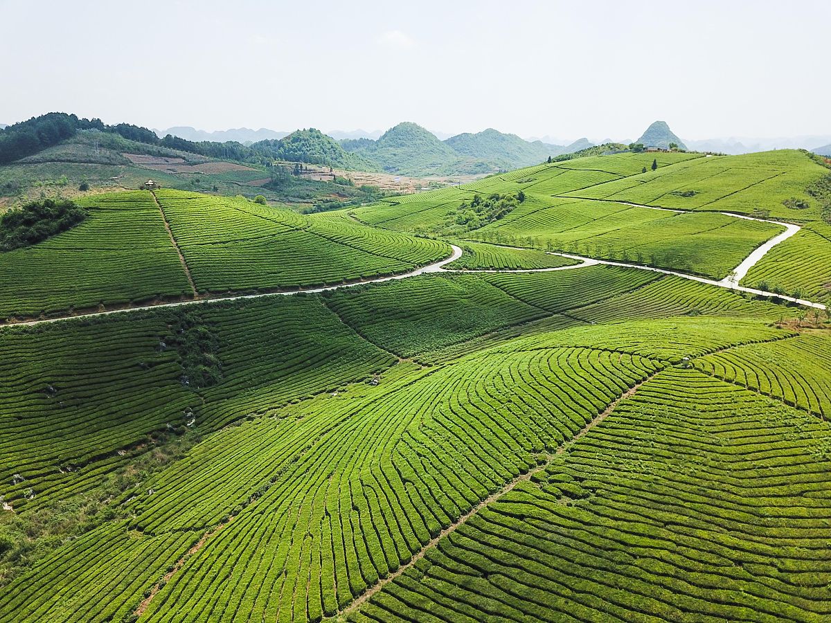 WEED SCIENCE期刊：杂草科学研究的权威平台
