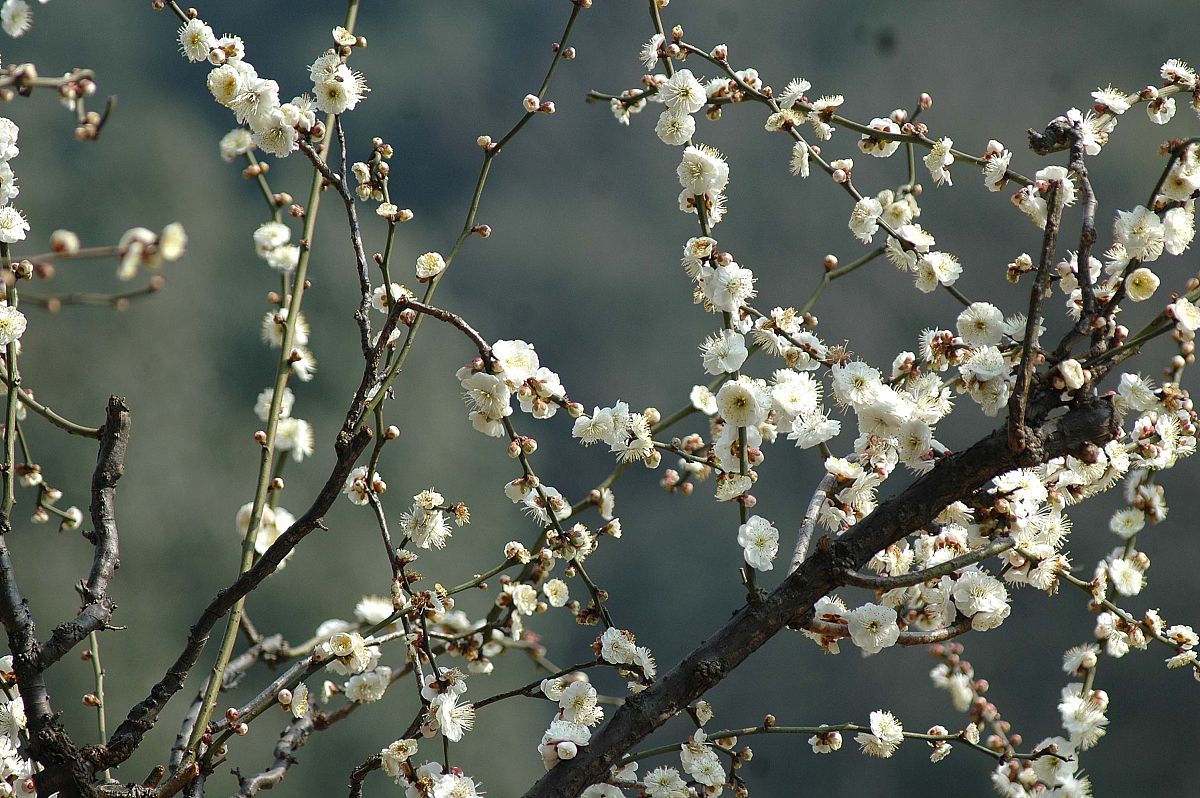 梅须逊雪三分白雪却输梅一段香运用了什么修辞