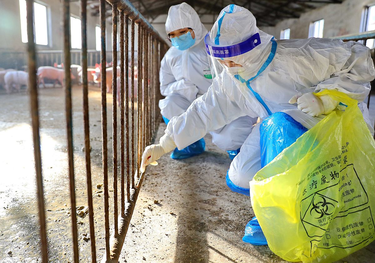 犊牛新蛔虫病的防治措施：药物治疗、预防性驱虫和加强饲养及环境管理