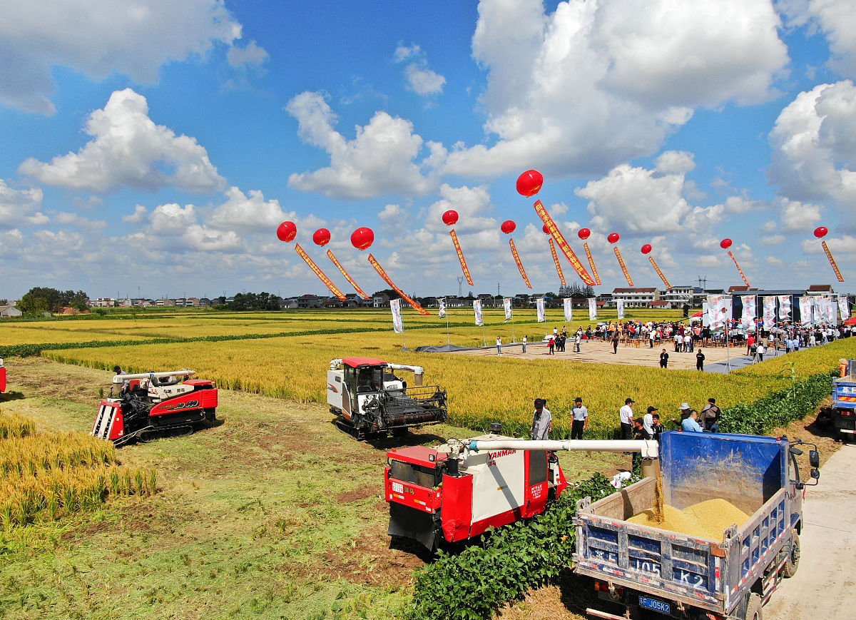 2018年9月27日,收割机在江苏海门临江新区高标准农田卸运刚刚收割的水