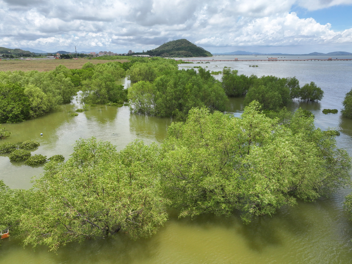 围绕北海红树林写一篇两千字的介绍