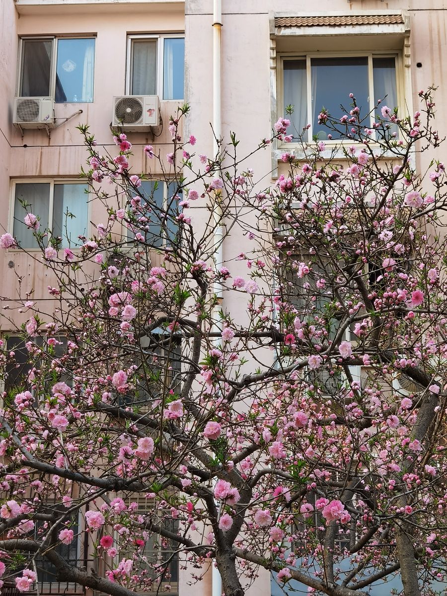 风水学：家里院子里种梅花好吗？