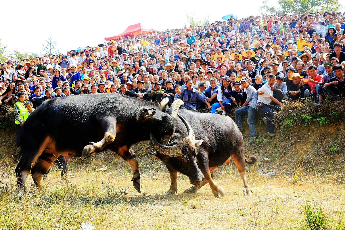 A digital running of the bulls! 的意思