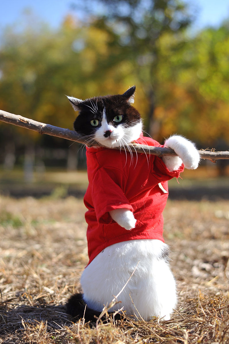 2017年11月4日,北京东小口森林公园,萌猫秋日"高清写真",红叶丛中萌态