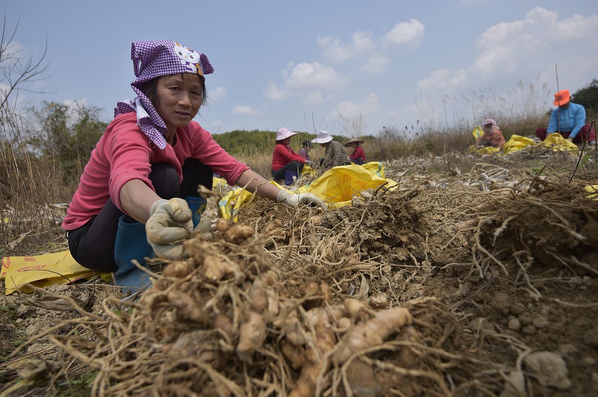 瓮安县中等职业学校现代农艺中心专业介绍 - 贵州黔南布依族苗族自治州
