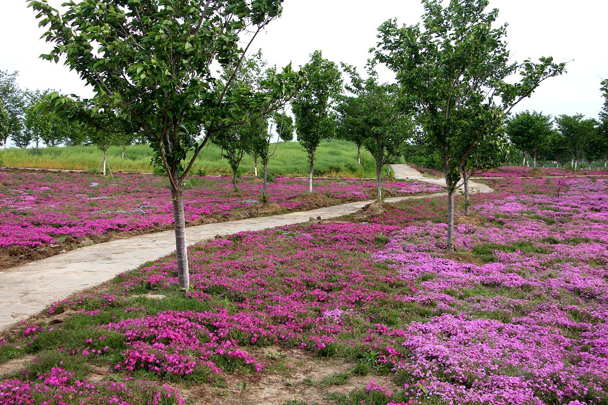 同治时期安陆府西乡灌子领是今日的什么地方