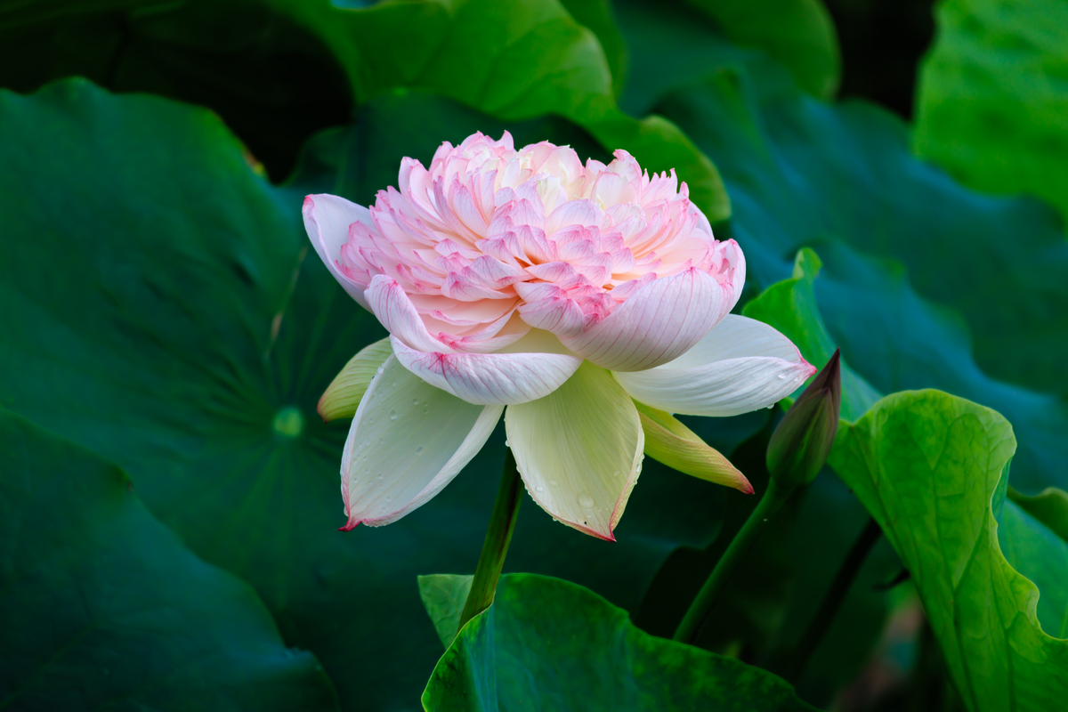 请帮我写1篇650字博客文章主题是：芙蓉花花语