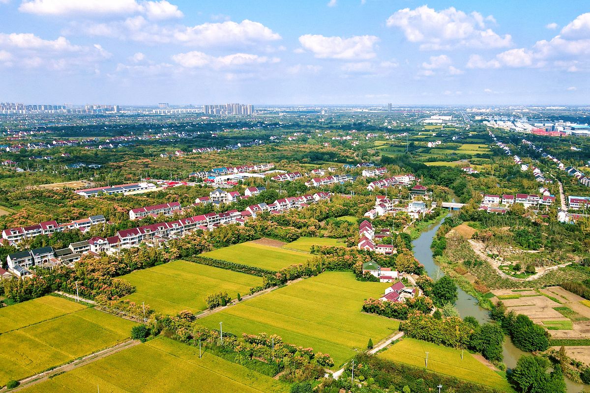 2021年9月30日,江苏南通,如皋磨头镇天阳社区高标准农田,金色的稻田与