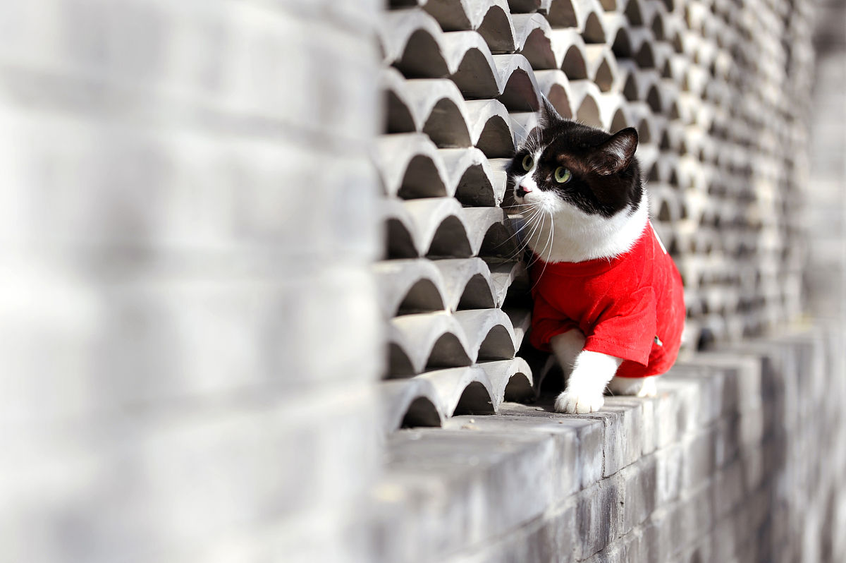 2017年11月3日,北京东小口森林公园,萌猫秋日"高清写真",红叶丛中萌态