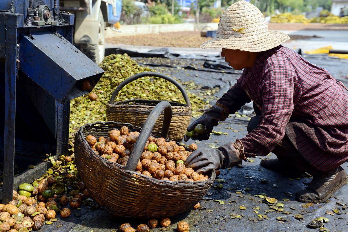 家乡的美味板栗：我的童年回忆
