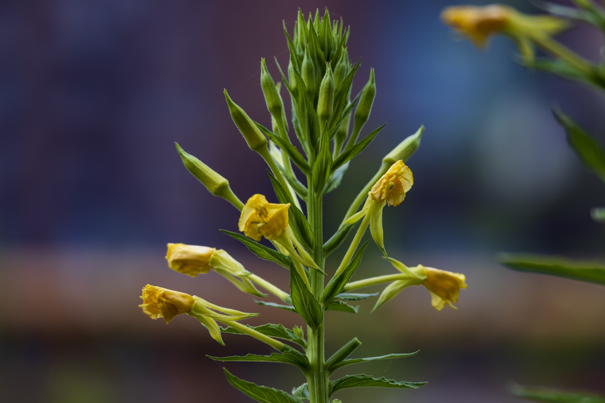 黄秋葵花的功效与作用