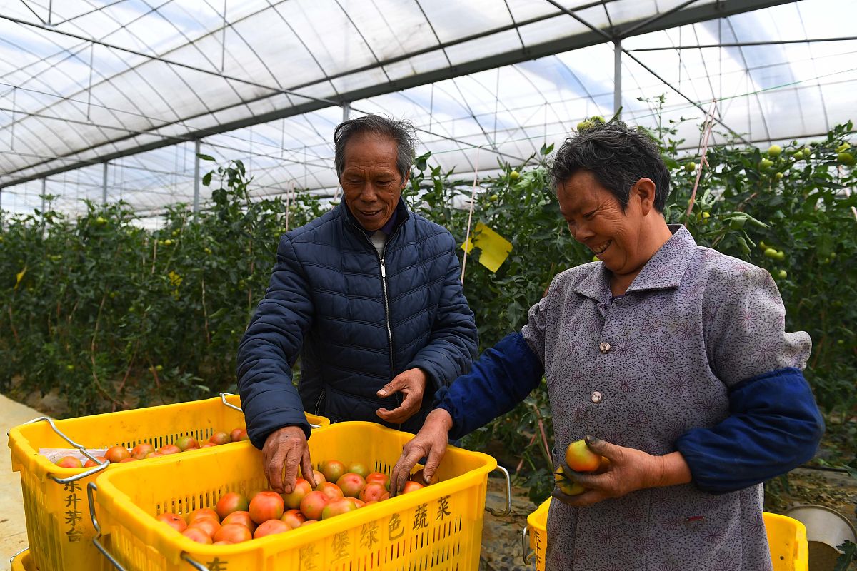 果蔬耐贮性：影响因素及采收前要点